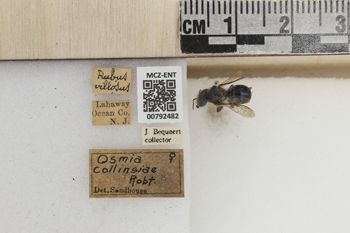 Media type: image;   Entomology 792482 Aspect: Labels